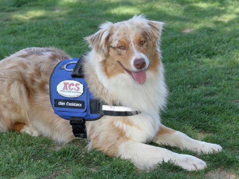 Les chiens d’assistance : bien plus que des guides pour aveugles&nbsp;🐶